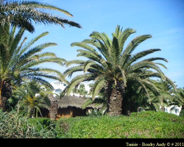 Tunisie - iberostar  Sentido Phenicia - 013.JPG